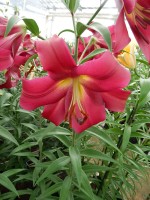 [4140 Musassi No02.JPG]